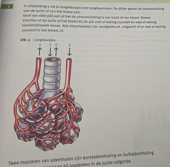 In afbeelding 5 zie je longblaasjes met longhaarvaten. De pijlen geven de stroomrichting 
van de lucht of van het bloed aan. 
Geef van elke pijl aan of het de stroomrichting is van lucht of van bloed. Noteer 
erachter of de lucht of het bloed bij de pijl veel of weinig zuurstof en veel of weinig 
koolstofdioxide bevat. Alle bloedvaatjes zijn roodgekleurd, ongeacht of er veel of weinig 
zuurstof in het bloed zit. 
Twee manieren van ademhalen zijn borstademhaling en bulkademhaling. 
e n ademen in de juiste volgorde.