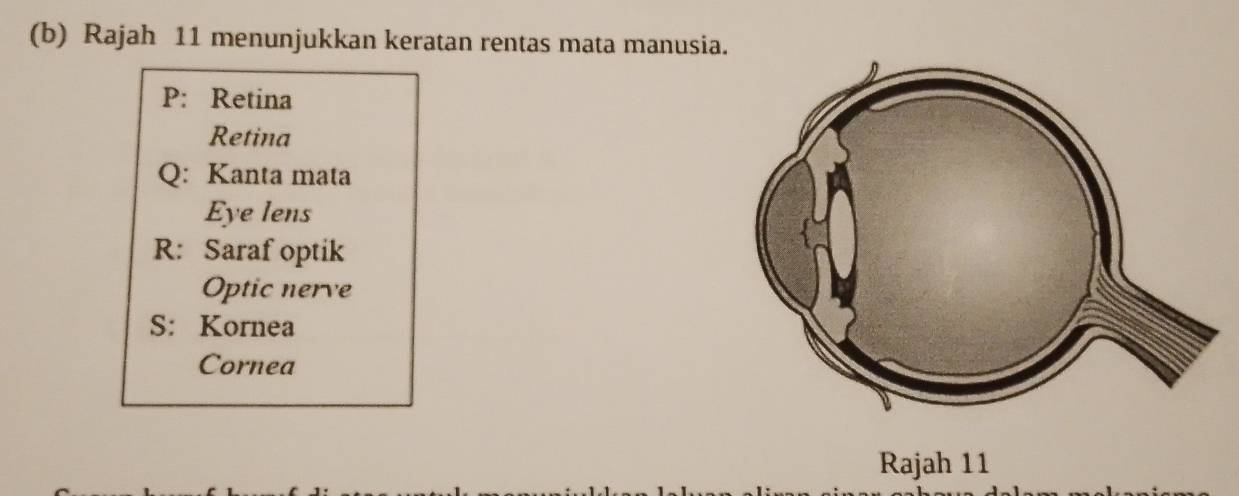 Rajah 11 menunjukkan keratan rentas mata manusia.
P: Retina
Retina
Q: Kanta mata
Eye lens
R: Saraf optik
Optic nerve
S: Kornea
Cornea
Rajah 11