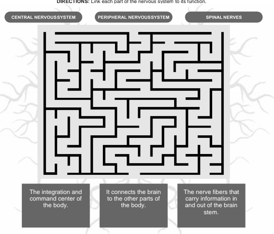DIRECTONS: Link each part of the nervous system to its function. 
CENTRAL NERVOUS SYSTEM PERIPHERAL NERVOUSSYSTEM SPINAL NERVES 
The integration and It connects the brain The nerve fibers that 
command center of to the other parts of carry information in 
the body. the body. and out of the brain 
stem.