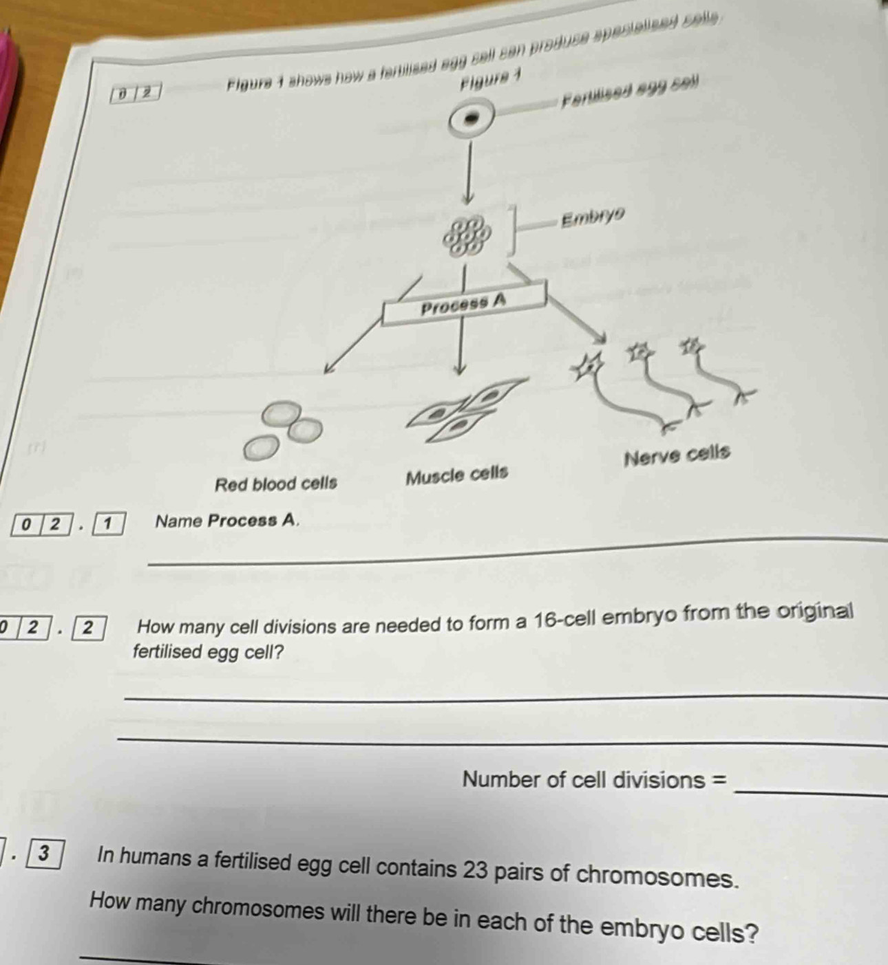 0 / 2an produse spesielized selle 
_ 
0 2 。 1
0 2 . 2 How many cell divisions are needed to form a 16 -cell embryo from the original 
fertilised egg cell? 
_ 
_ 
Number of cell divisions =_ 
3 In humans a fertilised egg cell contains 23 pairs of chromosomes. 
How many chromosomes will there be in each of the embryo cells?