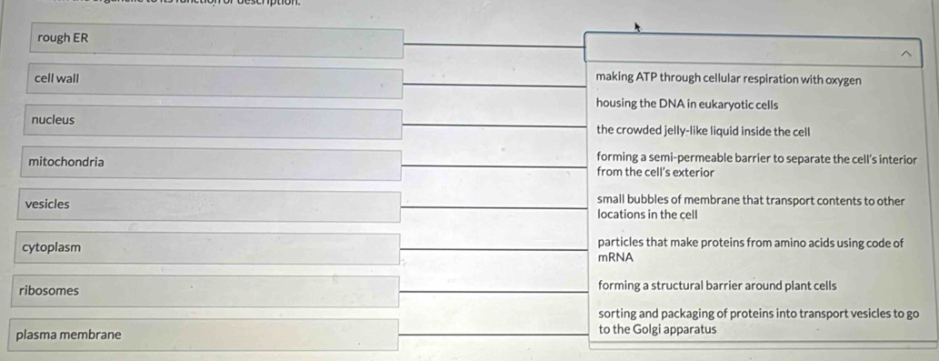 rough ER
cell wall making ATP through cellular respiration with oxygen
housing the DNA in eukaryotic cells
nucleus the crowded jelly-like liquid inside the cell
forming a semi-permeable barrier to separate the cell’s interior
mitochondria from the cell’s exterior
vesicles small bubbles of membrane that transport contents to other
locations in the cell
particles that make proteins from amino acids using code of
cytoplasm mRNA
ribosomes forming a structural barrier around plant cells
sorting and packaging of proteins into transport vesicles to go
plasma membrane to the Golgi apparatus