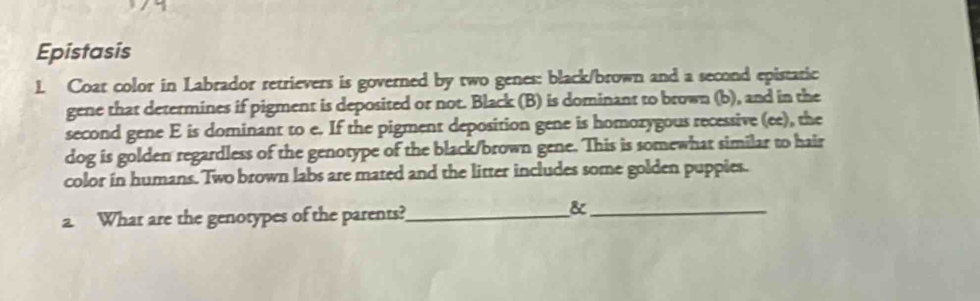 Epistasis 
1. Coat color in Labrador retrievers is governed by two genes: black/brown and a second epistatic 
gene that determines if pigment is deposited or not. Black (B) is dominant to brown (b), and in the 
second gene E is dominant to e. If the pigment deposition gene is homozygous recessive (ee), the 
dog is golden regardless of the genotype of the black/brown gene. This is somewhat similar to hair 
color in humans. Two brown labs are mated and the litter includes some golden puppies. 
a. What are the genotypes of the parents?_ 
_&