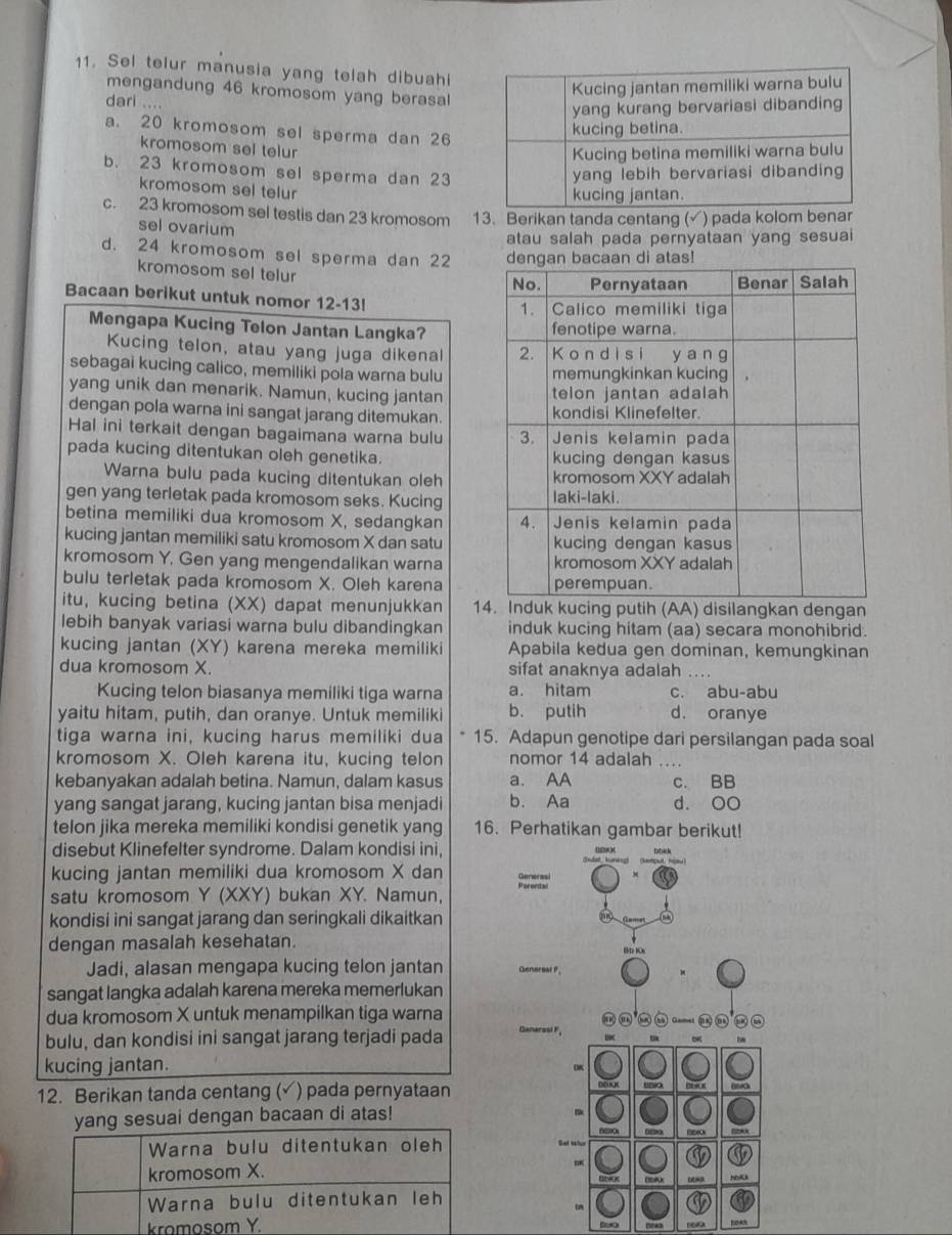 Sel telur manusia yang telah dibuahi
mengandung 46 kromosom yang berasal
dari ....
a. 20 kromosom sel sperma dan 26
kromosom sel telur
b. 23 kromosom sel sperma dan 23
kromosom sel telur
c. 23 kromosom sel testis dan 23 kromosom 13. Berikan tanda centang (√) pada kolom bena
sel ovarium
atau salah pada pernyataan yang sesuai
d. 24 kromosom sel sperma dan 22 
kromosom sel telur
Bacaan berikut untuk nomor 12-13!
Mengapa Kucing Telon Jantan Langka?
Kucing telon, atau yang juga dikenal 
sebagai kucing calico, memiliki pola warna bulu
yang unik dan menarik. Namun, kucing jantan
dengan pola warna ini sangat jarang ditemukan.
Hal ini terkait dengan bagaimana warna bulu 
pada kucing ditentukan oleh genetika. 
Warna bulu pada kucing ditentukan oleh
gen yang terletak pada kromosom seks. Kucing
betina memiliki dua kromosom X, sedangkan 
kucing jantan memiliki satu kromosom X dan satu
kromosom Y. Gen yang mengendalikan warna
bulu terletak pada kromosom X. Oleh karena
itu, kucing betina (XX) dapat menunjukkan 1ing putih (AA) disilangkan dengan
lebih banyak variasi warna bulu dibandingkan induk kucing hitam (aa) secara monohibrid.
kucing jantan (XY) karena mereka memiliki Apabila kedua gen dominan, kemungkinan
dua kromosom X. sifat anaknya adalah      
Kucing telon biasanya memiliki tiga warna a. hitam c. abu-abu
yaitu hitam, putih, dan oranye. Untuk memiliki b. putih d. oranye
tiga warna ini, kucing harus memiliki dua 15. Adapun genotipe dari persilangan pada soal
kromosom X. Oleh karena itu, kucing telon nomor 14 adalah …
kebanyakan adalah betina. Namun, dalam kasus a. AA c. BB
yang sangat jarang, kucing jantan bisa menjadi b. Aa d. OO
telon jika mereka memiliki kondisi genetik yang 16. Perhatikan gambar berikut!
disebut Klinefelter syndrome. Dalam kondisi ini,
kucing jantan memiliki dua kromosom X dan
satu kromosom Y (XXY) bukan XY. Namun,
kondisi ini sangat jarang dan seringkali dikaitkan
dengan masalah kesehatan.
(/t 10k
Jadi, alasan mengapa kucing telon jantan Genarsal P,
sangat langka adalah karena mereka memerlukan
dua kromosom X untuk menampilkan tiga warna Caneresi F,
bulu, dan kondisi ini sangat jarang terjadi pada
kucing jantan.
()K
12. Berikan tanda centang (√ ) pada pernyataan 
sesuai dengan bacaan di atas!