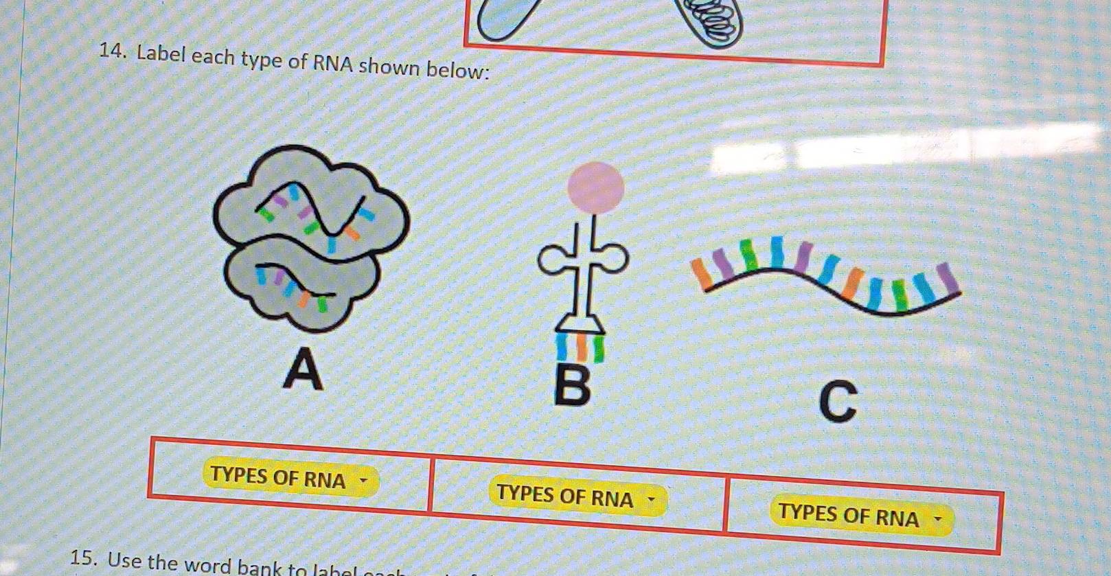 Solved: Label each type of RNA shown below: A B C TYPES OF RNA • TYPES ...