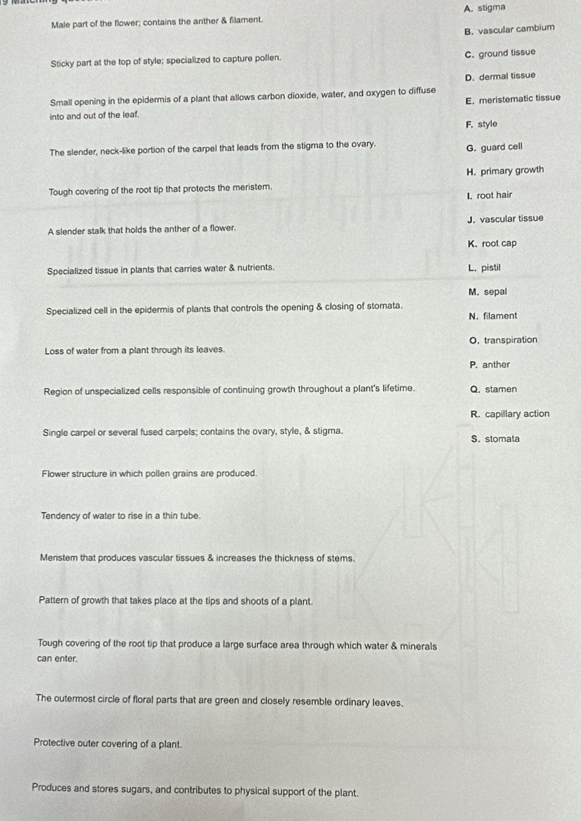 A. stigma
Male part of the flower; contains the anther & filament.
B. vascular cambium
Sticky part at the top of style; specialized to capture pollen. C. ground tissue
D. dermal tissue
Small opening in the epidermis of a plant that allows carbon dioxide, water, and oxygen to diffuse
into and out of the leaf. E. meristematic tissue
F. style
The slender, neck-like portion of the carpel that leads from the stigma to the ovary.
G. guard cell
H. primary growth
Tough covering of the root tip that protects the meristem.
I. root hair
A slender stalk that holds the anther of a flower. J. vascular tissue
K. root cap
Specialized tissue in plants that carries water & nutrients. L. pistil
M. sepal
Specialized cell in the epidermis of plants that controls the opening & closing of stomata.
N. filament
Loss of water from a plant through its leaves. O. transpiration
P. anther
Region of unspecialized cells responsible of continuing growth throughout a plant's lifetime. Q. stamen
R. capillary action
Single carpel or several fused carpels; contains the ovary, style, & stigma.
S. stomata
Flower structure in which pollen grains are produced.
Tendency of water to rise in a thin tube.
Meristem that produces vascular tissues & increases the thickness of stems.
Pattern of growth that takes place at the tips and shoots of a plant.
Tough covering of the root tip that produce a large surface area through which water & minerals
can enter.
The outermost circle of floral parts that are green and closely resemble ordinary leaves.
Protective outer covering of a plant.
Produces and stores sugars, and contributes to physical support of the plant.