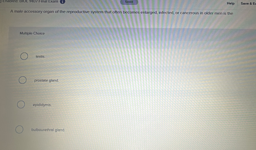 Enabled: BIOL 1407 Final Exam Saved Help Save & E
A male accessory organ of the reproductive system that often becomes enlarged, infected, or cancerous in older men is the
Multiple Choice
testis.
prostate gland.
epididymis.
bulbourethral gland.