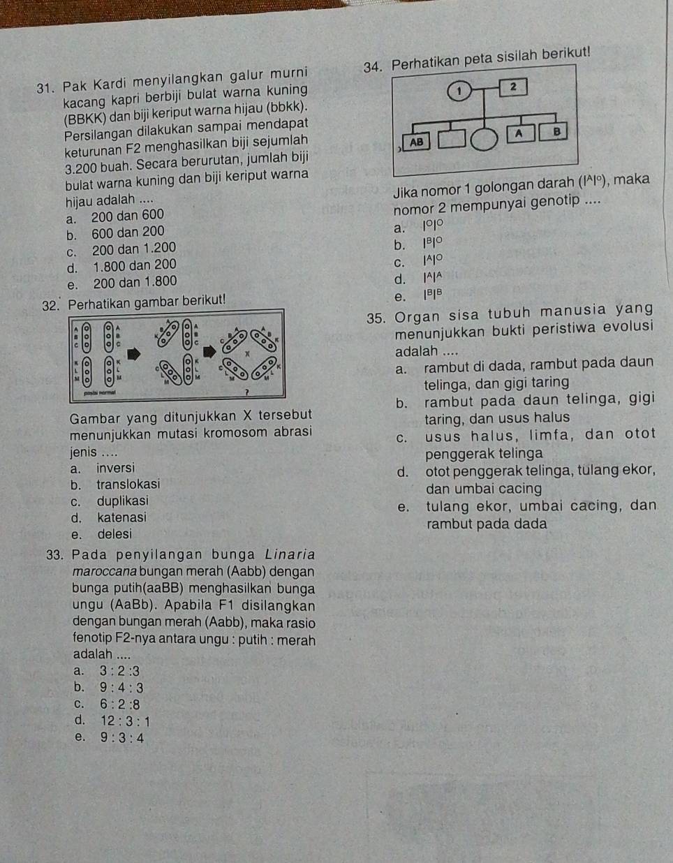 Pak Kardi menyilangkan galur murni 34. Perhatikan peta sisilah berikut!
kacang kapri berbiji bulat warna kuning
(BBKK) dan biji keriput warna hijau (bbkk).
Persilangan dilakukan sampai mendapat
keturunan F2 menghasilkan biji sejumlah
3.200 buah. Secara berurutan, jumlah biji
bulat warna kuning dan biji keriput warna
hijau adalah .... , maka
a. 200 dan 600 Jika nomor 1 golongan darah (|^A|^0)
b. 600 dan 200 nomor 2 mempunyai genotip ....
a. 1°1°
c. 200 dan 1.200
b. |^B|^O
d. 1.800 dan 200 C. |^A|^O
e. 200 dan 1.800
d. |^A|^A
32. Perhatikan gambar berikut!
e. |^B|^B
35. Organ sisa tubuh manusia yang
menunjukkan bukti peristiwa evolusi
adalah ....
a. rambut di dada, rambut pada daun
telinga, dan gigi taring
b. rambut pada daun telinga, gigi
Gambar yang ditunjukkan X tersebut
taring, dan usus halus
menunjukkan mutasi kromosom abrasi
c. usus halus, limfa, dan otot
jenis …
penggerak telinga
a. inversi d. otot penggerak telinga, tulang ekor,
b. translokasi dan umbai cacing
c. duplikasi
e. tulang ekor, umbai cacing, dan
d. katenasi
rambut pada dada
e. delesi
33. Pada penyilangan bunga Linaria
maroccana bungan merah (Aabb) dengan
bunga putih(aaBB) menghasilkan bunga
ungu (AaBb). Apabila F1 disilangkan
dengan bungan merah (Aabb), maka rasio
fenotip F2-nya antara ungu : putih : merah
adalah ....
a. 3:2:3
b. 9:4:3
C. 6:2:8
d. 12:3:1
e. 9:3:4