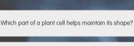 Which part of a plant cell helps maintain its shape?