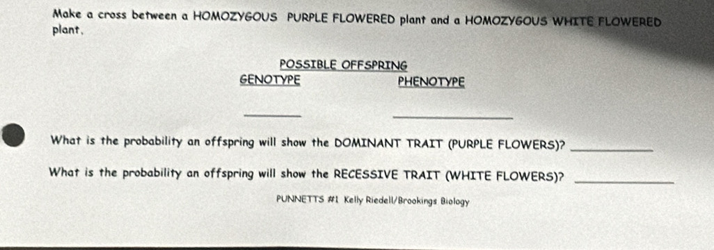 Make a cross between a HOMOZYGOUS PURPLE FLOWERED plant and a HOMOZYGOUS WHITE FLOWERED 
plant. 
POSSIBLE OFFSPRING 
GENOTYPE PHENOTYPE 
_ 
_ 
What is the probability an offspring will show the DOMINANT TRAIT (PURPLE FLOWERS)?_ 
What is the probability an offspring will show the RECESSIVE TRAIT (WHITE FLOWERS)?_ 
PUNNETTS #1 Kelly Riedell/Brookings Biology