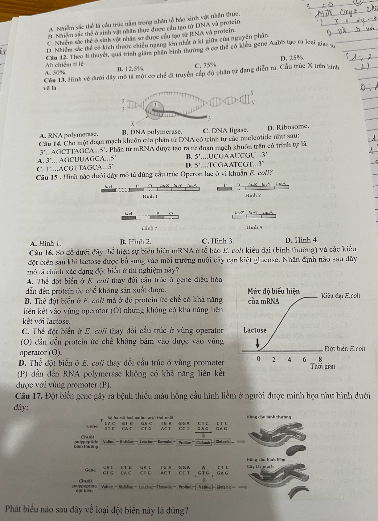 A. Nhiễm sắc thể là cấu trúc nằm trong nhân tế bảo sinh vật nhân thực.
B. Nhiễm sắc thể ở sinh vật nhân thực được cấu tạo từ DNA và protein.
C. Nhiễm sắc thể ở sinh vật nhân sơ được cầu tạo từ RNA và protein.
D. Nhiễm sắc thể có kích thước chiều ngang lớn nhất ở kỉ giữa của nguyên phân.
Câu 12. Theo lí thuyết, quá trình giảm phân bình thường ở cơ thể có kiều gene Aabb tạo ra loại giao từ
Ab chiếm ti lệ
A. 50%. B. 12,5%. C. 75%. D. 25%.
Câu 13. Hình vẽ dưới đây mô tả một cơ chế di truyền cấp độ phân tử đang diễn ra. Cấu trúc X trên hình
vẽ là
A. RNA polymerase. B. DNA polymerase. C. DNA ligase. D. Ribosome.
Câu 14. Cho một đoạn mạch khuôn của phân tử DNA có trình tự các nucleotide như sau:
3' AGCTTAGCA CA...5'. Phân tử mRNA được tạo ra từ đoạn mạch khuôn trên có trình tự là
A. 3'....AGCUUAGCA...5 5' B. 5'....UCGAAUCGU...3’
D.
C. 3’....ACGTTAGCA... 5' 5’....TCGAATCGT... 3'
Câu 15 . Hình nào dưới đây mô tả đúng cấu trúc Operon lac ở vi khuẩn E. coli?
lacI O   lacA P lacA
Hình 1 Hình 2
lacI O lacY lacA
Hình 3 Hình 4
A. Hình 1. B. Hình 2. C. Hình 3. D. Hình 4.
Câu 16. Sơ đồ dưới đây thể hiện sự biểu hiện mRNA ở tế bào E. coli kiểu dại (bình thường) và các kiểu
đột biến sau khi lactose được bổ sung vào môi trường nuôi cấy cạn kiệt glucose. Nhận định nào sau đây
mô tả chính xác dạng đột biến ở thí nghiệm này?
A. Thể đột biến ở E. coli thay đổi cấu trúc ở gene điều hòa
dẫn đến protein ức chế không sản xuất được.
B. Thể đột biến ở E. coli mà ở đó protein ức chế có khả năng
liên kết vào vùng operator (O) nhưng không có khả năng liên
kết với lactose.
C. Thể đột biến ở E. coli thay đổi cấu trúc ở vùng operator 
(O) dẫn đến protein ức chế không bám vào được vào vùng
operator (O).
D. Thể đột biến ở E. coli thay đổi cấu trúc ở vùng promoter 
(P) dẫn đến RNA polymerase không có khả năng liên kết
được với vùng promoter (P).
Câu 17. Đột biến gene gây ra bệnh thiếu máu hồng cầu hình liềm ở người được minh họa như hình dưới
đây:
-  Bộ ba mã hoà amino acid thứ nhất Hồng cầu bình thường
CA C GT G GA C TG A G G A C T C
Gene GT G CA C CT G AC T CC T G A G GA G CT C
Chuỗi
polypeptide Valine ''''' Histidine ''''' Leucine ''''' Threonine ''''' Proline ''''' Glutamic — Glutamic,
bình thường
Hồng cầu hình liêm
CA C GT G GA C T G A G G A  A CT C Gây tắc mạch
Gene GT G CA C CT G AC T CC T  G T G GAG
Chuỗi
polypeptide Valine ''''' Histidine ''''' Leucine '''''Threonine ''''' Proline ''''' Valine —  Glutamic
đột biển
Phát biểu nào sau đây về loại đột biến này là đúng?