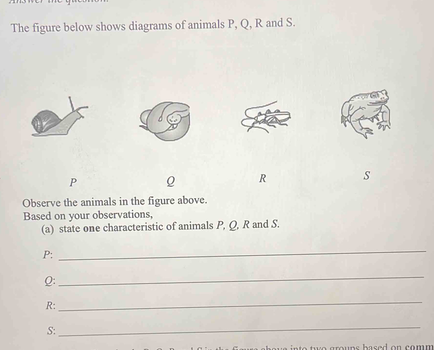 The figure below shows diagrams of animals P, Q, R and S.
P
Q
R
s
Observe the animals in the figure above. 
Based on your observations, 
(a) state one characteristic of animals P, Q, R and S.
P : 
_
Q : 
_
R : 
_
S : 
_