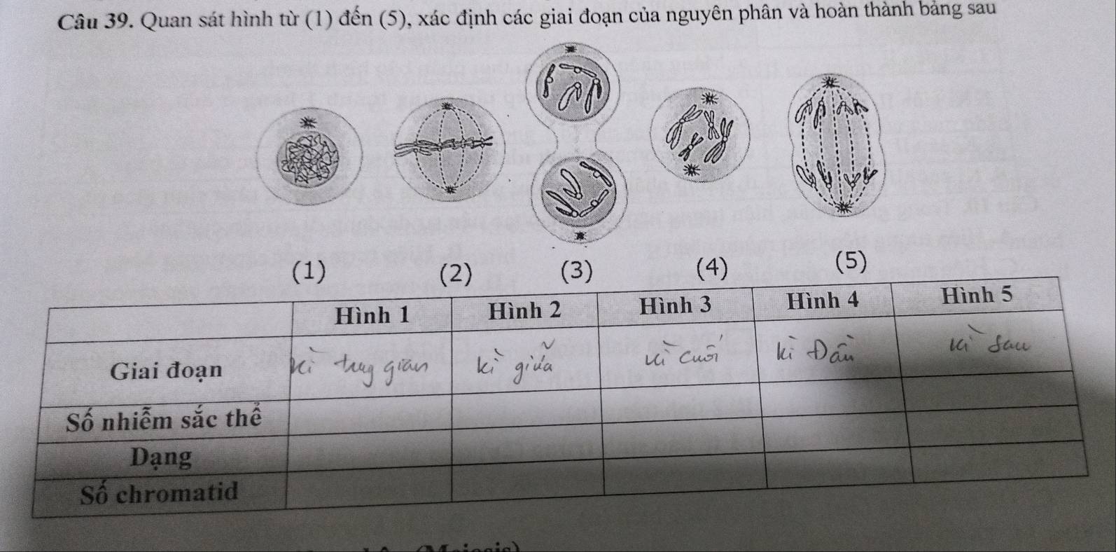 Quan sát hình từ (1) đến (5), xác định các giai đoạn của nguyên phân và hoàn thành bảng sau 
(1) (2) (3) (4) 
(5) 
Hình 3 Hình 5
Hình 1 Hình 2 Hình 4
Giai đoạn 
Số nhiễm sắc thể 
Dạng 
Số chromatid