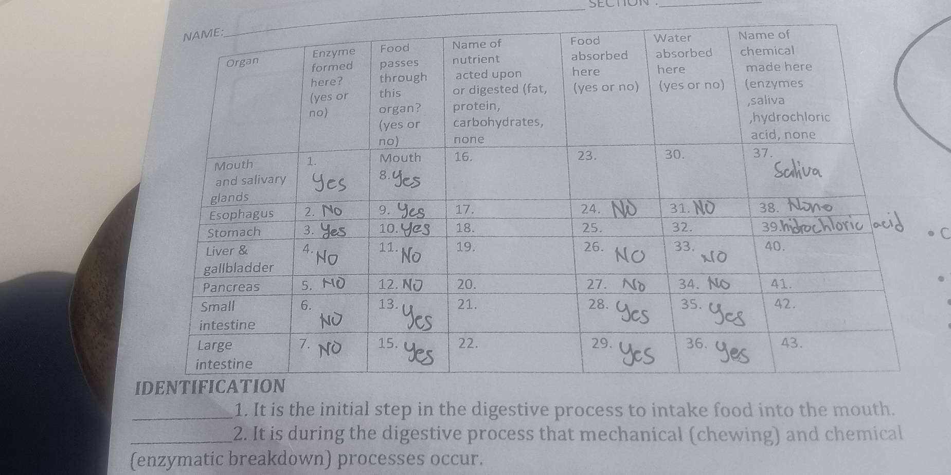 It is the initial step in the digestive process to intake food into the mouth. 
_2. It is during the digestive process that mechanical (chewing) and chemical 
(enzymatic breakdown) processes occur.