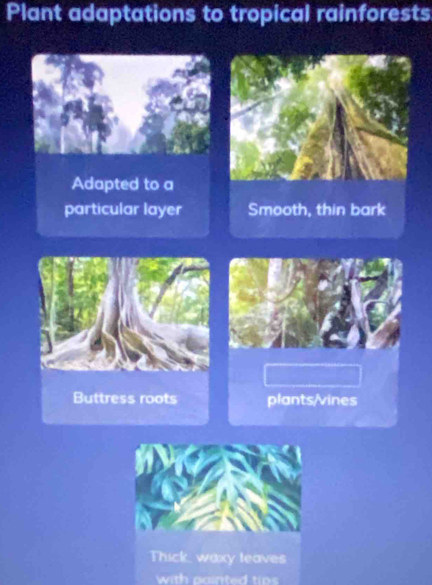 Plant adaptations to tropical rainforests
Adapted to a
particular layer Smooth, thin bark
Buttress roots plants/vines
with painted trps