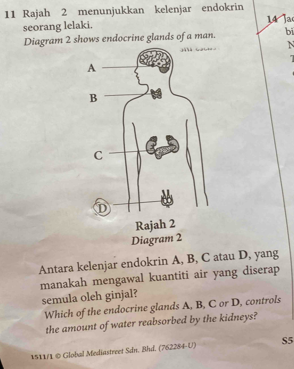 Rajah 2 menunjukkan kelenjar endokrin 
seorang lelaki. 14 Jac 
Diagram 2 shows endocrine glands of a man. 
bi 
N 
1 
Antara kelenjar endokrin A, B, C atau D, yang 
manakah mengawal kuantiti air yang diserap 
semula oleh ginjal? 
Which of the endocrine glands A, B, C or D, controls 
the amount of water reabsorbed by the kidneys? 
S5 
1511/1 © Global Mediastreet Sdn. Bhd. (762284-U)