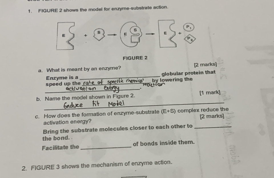 FIGURE 2 shows the model for enzyme-substrate action.
FIGURE 2
a. What is meant by an enzyme? [2 marks]
Enzyme is a _globular protein that
speed up the_ by lowering the
_.
_
b. Name the model shown in Figure 2. [1 mark]
c. How does the formation of enzyme-substrate (E+S) complex reduce the
activation energy? [2 marks]
Bring the substrate molecules closer to each other to_
the bond. 
Facilitate the _of bonds inside them.
2. FIGURE 3 shows the mechanism of enzyme action.