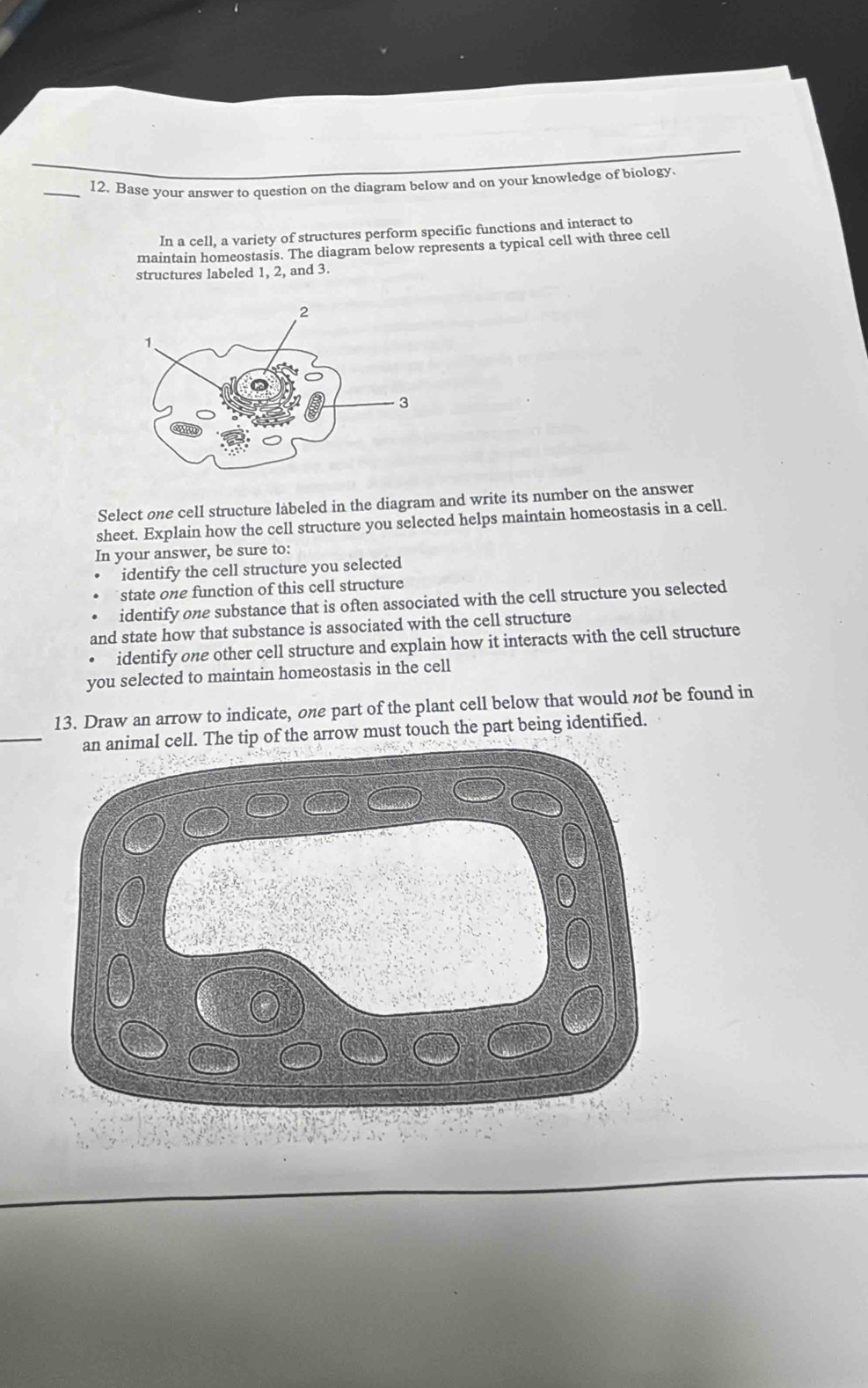 Base your answer to question on the diagram below and on your knowledge of biology. 
In a cell, a variety of structures perform specific functions and interact to 
maintain homeostasis. The diagram below represents a typical cell with three cell 
structures labeled 1, 2, and 3. 
Select one cell structure labeled in the diagram and write its number on the answer 
sheet. Explain how the cell structure you selected helps maintain homeostasis in a cell. 
In your answer, be sure to: 
identify the cell structure you selected 
state one function of this cell structure 
identify one substance that is often associated with the cell structure you selected 
and state how that substance is associated with the cell structure 
identify one other cell structure and explain how it interacts with the cell structure 
you selected to maintain homeostasis in the cell 
13. Draw an arrow to indicate, one part of the plant cell below that would not be found in 
_an animal cell. The tip of the arrow must touch the part being identified.