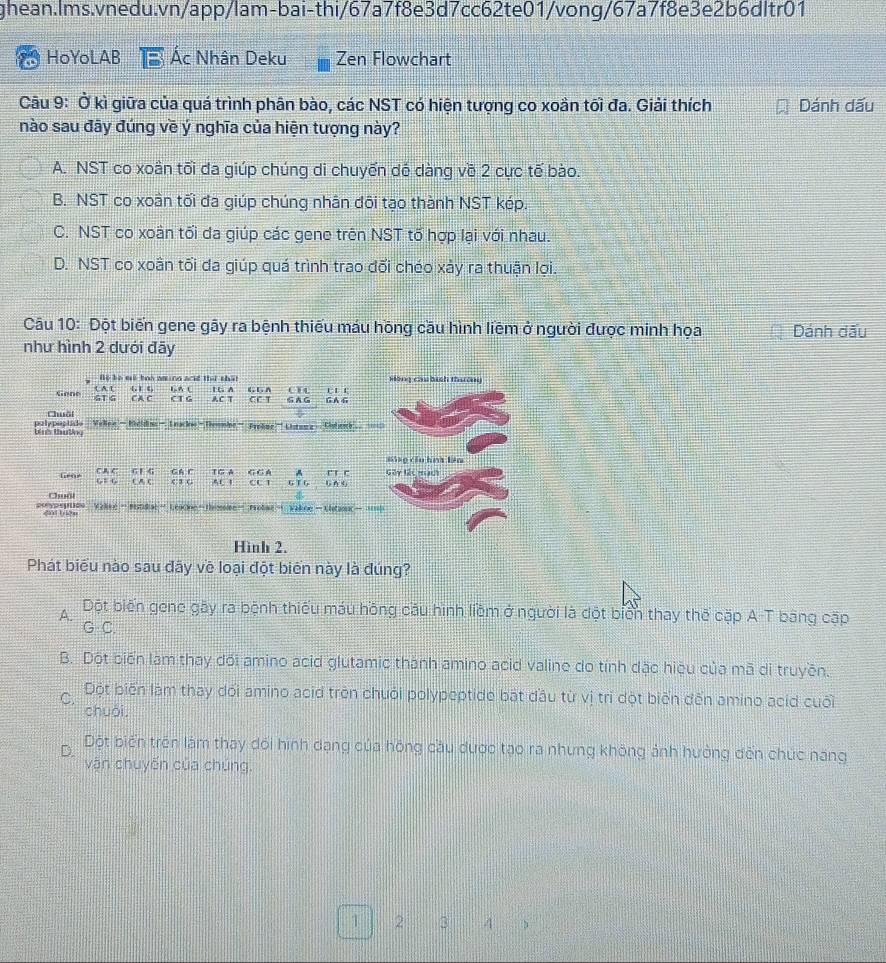 HoYoLAB Ác Nhân Deku Zen Flowchart
Câu 9: Ở kì giữa của quá trình phân bào, các NST có hiện tượng co xoản tối đa. Giải thích Dánh dấu
nào sau đãy đúng về ý nghĩa của hiện tượng này?
A. NST co xoân tối đa giúp chúng di chuyến dé dàng về 2 cực tế bào.
B. NST co xoàn tối đa giúp chúng nhân đôi tạo thành NST kép.
C. NST co xoàn tối đa giúp các gene trên NST tố hợp lại với nhau.
D. NST co xoân tối da giúp quá trình trao đối chéo xảy ra thuận lợi.
Câu 10: Đột biến gene gãy ra bệnh thiếu máu hồng cầu hình liêm ở người được minh họa Dánh dấu
như hình 2 dưới đãy
te be ei boo am ing acid ther shat Hộng cầu bish thường
o e t  t
Gnne ( A. 1 [, ] 《 L A C 1G A e  A G A G G A G
GTG C A C C T G AC T CC-T
Chuối
palypeptide binh thuờing Veline — Bicldins — Lnacke -  Demmb= Frolae '' Listoma Chal gch ,  
C A. C G1 G GA C TG A A sáng cǒu hng làn
Gene 61 6 C A C C1 G A1 1 G G A G T G G A G rt c Gây Các mạch
c1
Chuột 
=onyp ption d hǎn  Yane '' Betdiae ' Leocine-Themle' Proban ' Valine - Chtumic - =h
Hình 2.
Phát biểu nào sau đây về loại đột biển này là đúng?
A. Dột biến gene gây ra bệnh thiếu máu hồng cầu hình liêm ở người là đột biển thay thế cặp A-T bằng cặp
G C.
B. Dột biến lam thay dối amino acid glutamic thành amino acid valine do tính đặc hiệu của mã di truyền.
C. Đột biển làm thay dối amino acid trên chuỏi polypeptide bắt đầu từ vị trí đột biên đến amino acid cuối
chuói,
D. ột biến trên làm thay dổi hình dạng của hồng cầu được tạo ra nhưng không ảnh hưởng đến chức nang
vận chuyến của chúng.
1 2 3 4