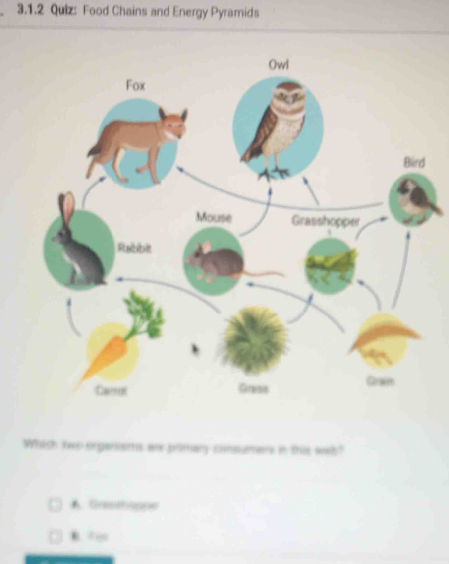 Qulz: Food Chains and Energy Pyramids
Owl
Fox
Bird
Mousie Grasshopper
Rabbit
Gram
Cerral Gass
Which two orgenisms are primary consumers in this wat"
A. Grethappe
B. te