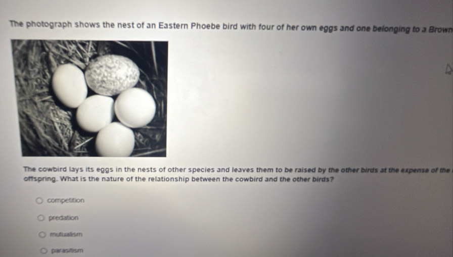 The photograph shows the nest of an Eastern Phoebe bird with four of her own eggs and one belonging to a Brown
The cowbird lays its eggs in the nests of other species and leaves them to be raised by the other birds at the expense of the
offspring. What is the nature of the relationship between the cowbird and the other birds?
competition
predation
mutualism
parasitism