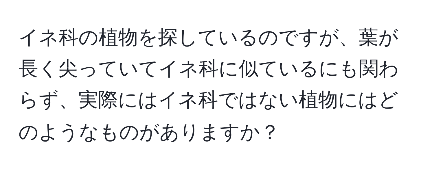 イネ科の植物を探しているのですが、葉が長く尖っていてイネ科に似ているにも関わらず、実際にはイネ科ではない植物にはどのようなものがありますか？