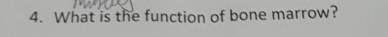 What is the function of bone marrow?
