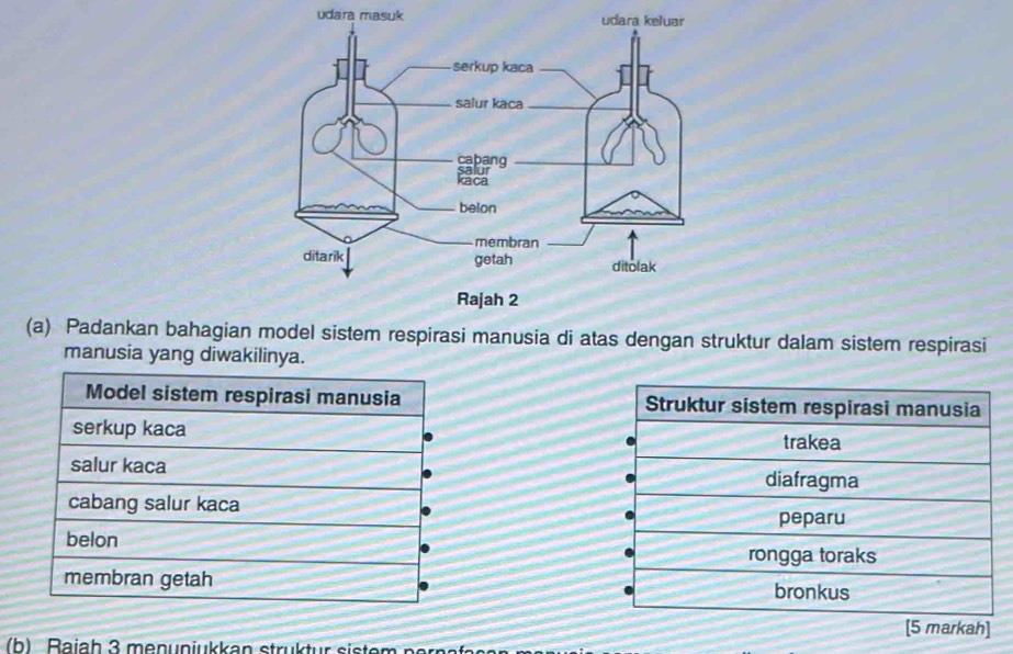 udara masuk 
(a) Padankan bahagi model sistem respirasi manusia di atas dengan struktur dalam sistem respirasi
manusia yang diwakilinya.
Model sistem respirasi manusia Struktur sistem respirasi manusia
serkup kaca
trakea
salur kaca
diafragma
cabang salur kaca peparu
belon rongga toraks
membran getah
bronkus
[5 markah]