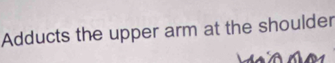 Adducts the upper arm at the shoulder