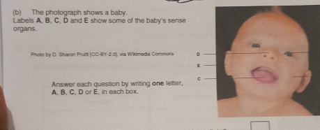 The photograph shows a baby. 
Labels A, B, C, D and E show some of the baby's sense 
organs. 
Photo by D. Sharon Pruitt [CC-BY-2.0], via Wikimedia Commons 
Answer each question by writing one letter, 
A. B. C. D or E. in each box.