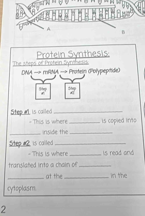 Protein Synthesis: 
The steps of Protein Synthesis: 
DNA --> mRNA --> Protein (Polypeptide) 
Step Step 
M 12
Step #L is called_ 
- This is where _is copied into 
_inside the_ 
Step #2 is called_ 
- This is where _is read and 
translated into a chain of_ 
_at the _In the 
cytoplasm. 
2