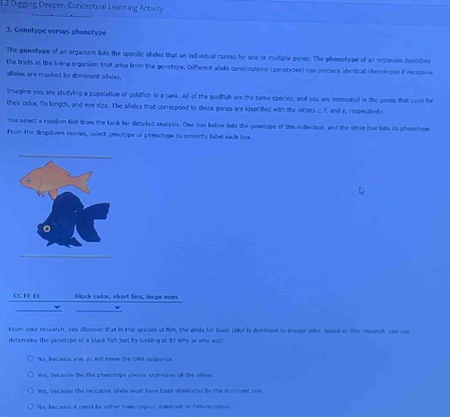 3.2 Digging Deeper; Conceptual Learning Activity
3. Genotype versus phenotype
The genotype of an organism lists the specific alleles that an individual carries for one or multiple genes. The phenotype of an organism describes
the traits in the living organism that arise from the genotype. Different allele combinations (genotypes) can produce identical phenotypes if recessive
alleles are masked by dominant alfeles.
Imagine you are studying a population of goldfish in a tank. All of the goldfish are the same species, and you are interested in the genes that code for
their color, fin length, and eye size. The alleles that correspond to these genes are identified with the letters c. f, and e, respectively
You select a random fish from the tank for detailed analysis. One box below lists the genotype of this individual, and the other box lists its phenotype.
From the dropdown menus, select genotype or phenotype to correctly label each box.
CC FF EE Black color, short fins, large eyes
v
From your research, you discover that in this species of fish, the aliele for black color is dominant to orange colur. Based on this research, can you
determine the genotype of a black fish just by looking at it? Why or why not?
No, because you do not know the DNA sequence.
Yes, because the the phenotype always expresses all the alleles.
Yes, because the recessive aliele must have been eliminated by the dominant one.
No, because it could be either homozygous dominant or heterezygous.