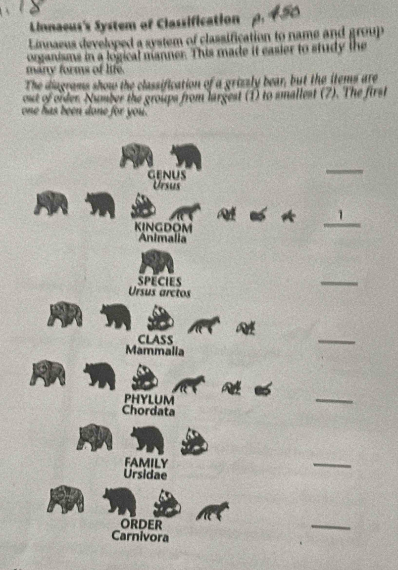 Linnaeus's System of Classification 
Linnaeus developed a system of classification to name and group 
organisms in a logical manner. This made it easier to study the 
many forms of life. 
The diagrams show the classification of a grizzly bear, but the items are 
out of order Number the groups from largest (1) to smallest (7). The first 
one has been done for you. 
genus 
Ursus 
1 
KINGDOM 
_ 
Animalia 
SPECIES 
_ 
Ursus arctos 
CLASS 
_ 
Mammalia 
PHYLUM 
_ 
Chordata 
FAMILY 
_ 
Ursidae 
ORDER 
_ 
Carnivora