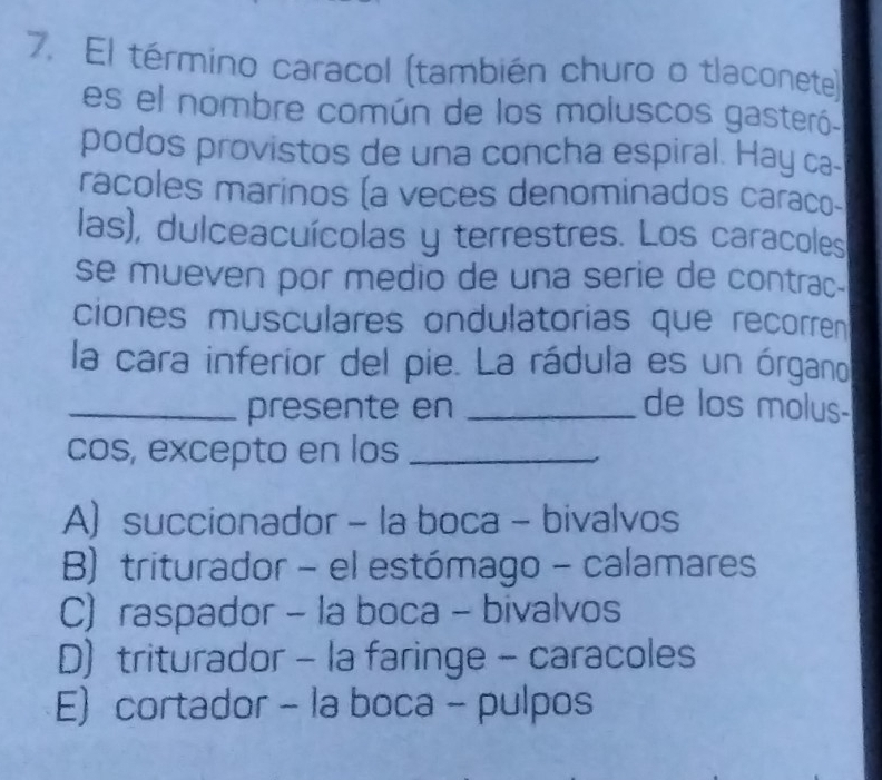 El término caracol (también churo o tlaconete)
es el nombre común de los moluscos gasteró
podos provistos de una concha espiral. Hay ca-
racoles marinos (a veces denominados caraco-
las), dulceacuícolas y terrestres. Los caracoles
se mueven por medio de una serie de contrac-
ciones musculares ondulatorias que recorren
la cara inferior del pie. La rádula es un órgano
_presente en _de los molus-
cos, excepto en los_
A succionador - la boca - bivalvos
B) triturador - el estómago - calamares
C) raspador - la boca - bivalvos
D) triturador - la faringe - caracoles
E cortador - la boca - pulpos