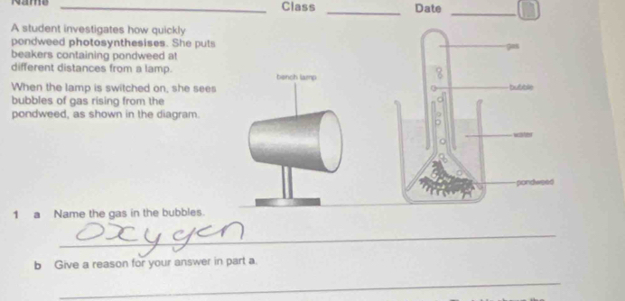 Name _Class _Date 
_ 
A student investigates how quickly 
pondweed photosynthesises. She puts 
beakers containing pondweed at 
different distances from a lamp. bench lamp 
8 
When the lamp is switched on, she sees bubble 
bubbles of gas rising from the 
d 
pondweed, as shown in the diagram. 
pondwsed 
1 a Name the gas in the bubbles. 
_ 
b Give a reason for your answer in part a. 
_