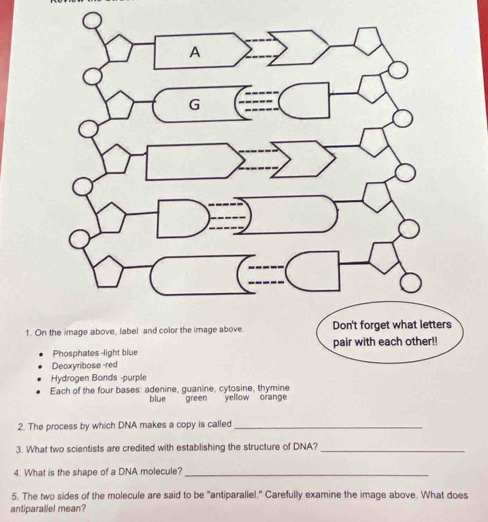 On the image above, label and color the image above. 
2. The process by which DNA makes a copy is called_ 
3. What two scientists are credited with establishing the structure of DNA?_ 
4. What is the shape of a DNA molecule?_ 
5. The two sides of the molecule are said to be "antiparallel." Carefully examine the image above. What does 
antiparallel mean?