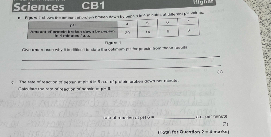 Sciences CB1 Higher 
epsin in 4 minutes at different pH values. 
Figure 1 
Give one reason why it is difficult to state the optimum pH for pepsin from these results. 
_ 
_ 
(1) 
c The rate of reaction of pepsin at pH 4 is 5 a.u. of protein broken down per minute. 
Calculate the rate of reaction of pepsin at pH 6. 
rate of reaction at pH 6= _ a.u. per minute
(2) 
(Total for Question 2=4 marks)