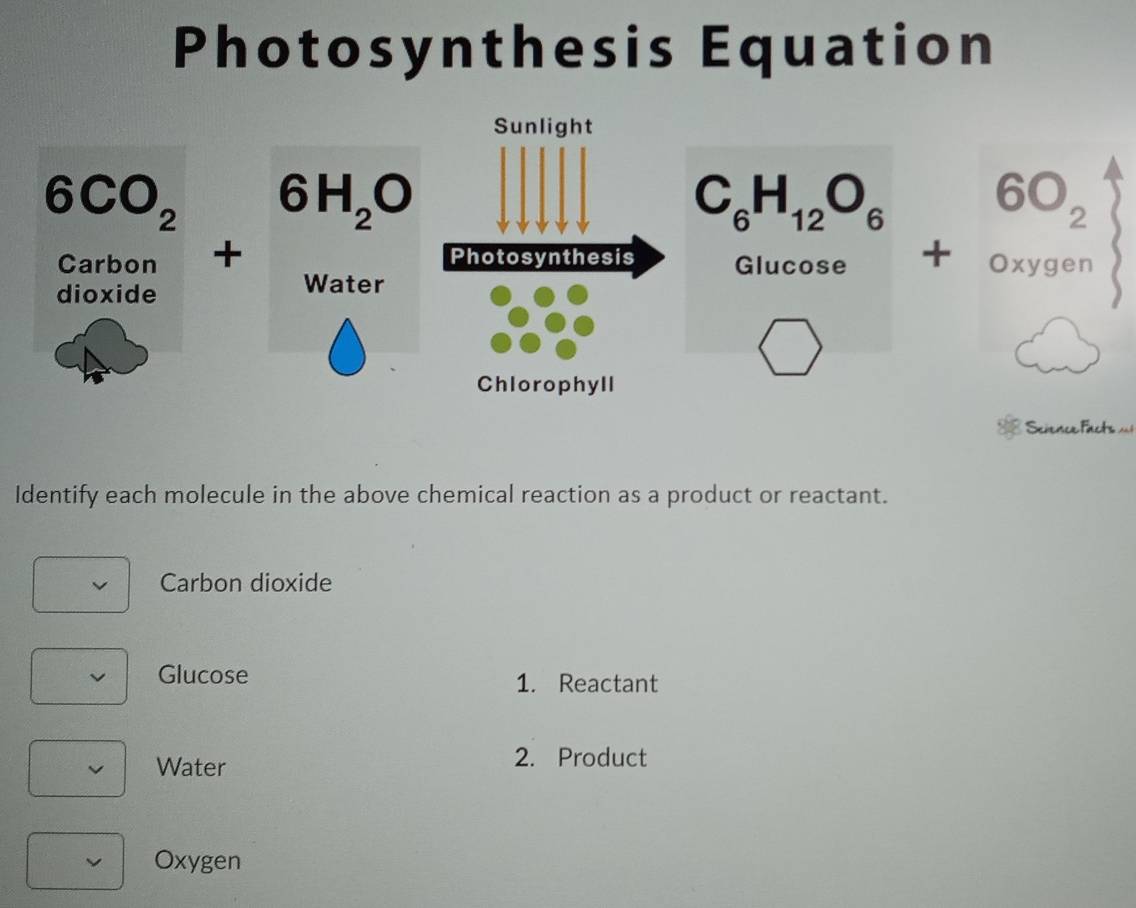 Photosynthesis Equation
beginarrayr 60_2 +oxygen endarray
e Facts 
Identify each molecule in the above chemical reaction as a product or reactant.
Carbon dioxide
Glucose 1. Reactant
Water 2. Product
Oxygen