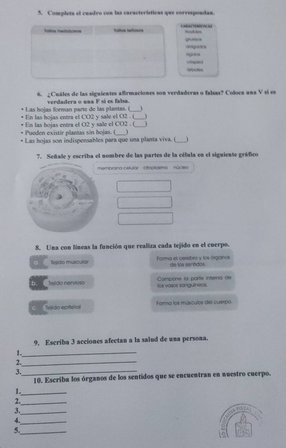 Completa el cuadro con las características que correspondan. 
CARACTERIATICAS 
Tallos herbóceos allos teñosos 
grum on 
delgaríos 
rgldea 
cesped 
artioles 
6. ¿Cuáles de las siguientes afirmaciones son verdaderas o falsas? Coloca una V si es 
verdadera o una F si es falsa. 
Las hojas forman parte de las plantas. (_ ) 
En las hojas entra el CO2 y sale el O2. (_ 
En las hojas entra el O2 y sale el CO2 . (_ 
Pueden existir plantas sin hojas. (_ ) 
Las hojas son indispensables para que una planta viva. (_ ) 
7. Señale y escriba el nombre de las partes de la célula en el siguiente gráfico 
embrana celular' citoplasma'' núcleo 
8. Una con líneas la función que realiza cada tejido en el cuerpo. 
a. Tejido muscular Forma el cerebro y los órganos 
de los sentidos. 
b. Tejido nervioso Compone la parte interna de 
ios vasos sanguíneos. 
Forma los músculos del cuerpo. 
c. Tejido epitelial 
9. Escriba 3 acciones afectan a la salud de una persona. 
1._ 
2._ 
3._ 
10. Escriba los órganos de los sentidos que se encuentran en nuestro cuerpo. 
1._ 
2._ 
3._ 
CANAPISC 
4._ 
5._