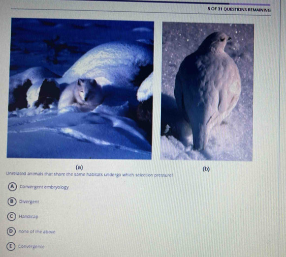 OF 31 QUESTIONS REMAINING
(a) (b)
Unrelated animals that share the same habitats undergo which selection pressure?
A Convergent embryology
B Divergent
C Handicap
Dnone of the above
Convergence