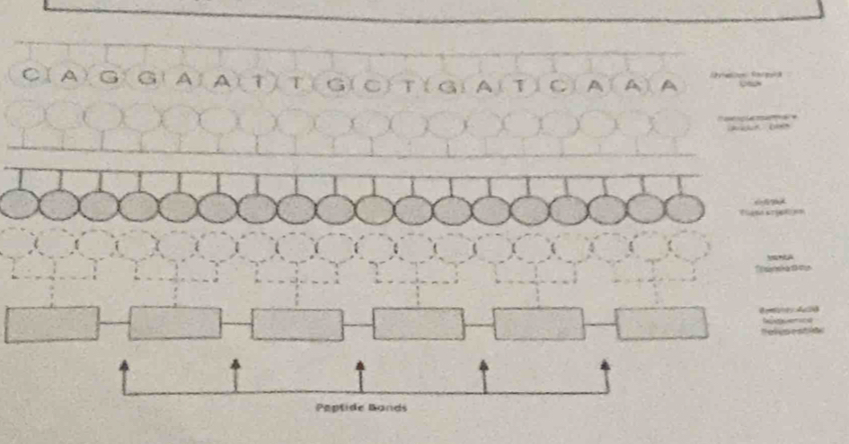 CAC a a
beginarrayr A-4,59 1
Peptide Bands