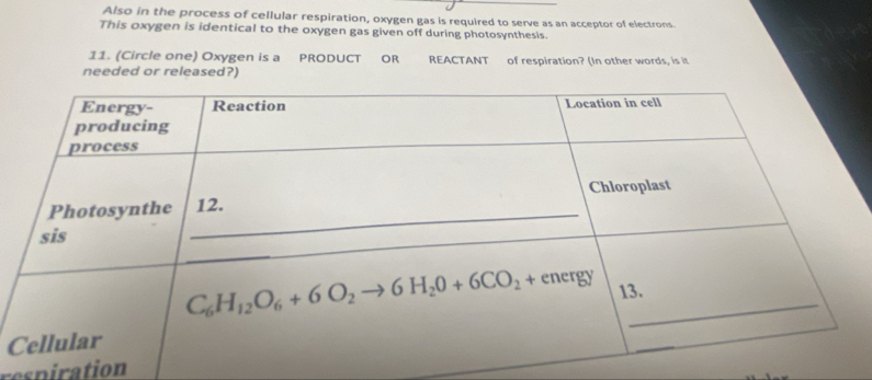 Also in the process of cellular respiration, oxygen gas is required to serve as an acceptor of electrons
This oxygen is identical to the oxygen gas given off during photosynthesis.
11. (Circle one) Oxygen is a PRODUCT OR REACTANT of respiration? (In other words, is it
needed or released?)
C
respiration