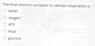 The final electron acceptor in cellular respiration is
water
oxygen
ATP
heat
glucose