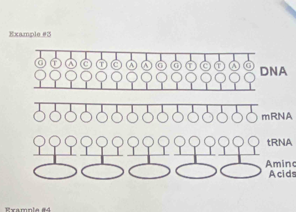 Example #3 
mRNA 
tRNA 
Aminc 
Acids 
Rvamnle #4