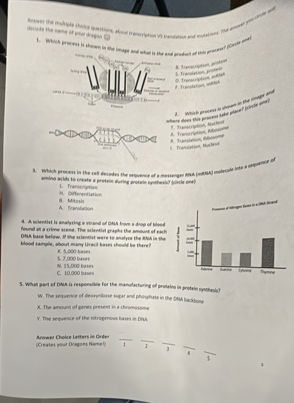 Answer the multiple choice questions, about transcription V5 translation and mutations. The answer you dircle wal
decode the name of your dragon _
1. Which process is shown in the image androduct of this process? (Circle one). Transcription, protain. Translation, protein. Transcription, mRNA. Translation, mRNA
. Which process is shown in the image and
where does this process take place? (circle one)
T. Transcription, Nucleus
A. Transcription, Ribosome
R. Translation, Ribosome
l. Translation, Nucleus
3. Which process in the cell decodes the sequence of a messenger RNA (mRNA) molecule into a sequence of
amino acids to create a protein during protein synthesis? (circle one)
L. Transcription
H. Differentiation
B. Mitosis
A. Translation
4. A scientist is analyzing a strand of DNA from a drop of blood
found at a crime scene. The scientist graphs the amount of each
DNA base below. If the scientist were to analyze the RNA in the
blood sample, about many Uracil bases should be there? 
K. 5,000 bases
S. 7,000 bases
N. 15,000 bases
C. 10,000 bases 
5. What part of DNA is responsible for the manufacturing of proteins in protein synthesis?
W. The sequence of deoxyribose sugar and phosphate in the DNA backbone
X. The amount of genes present in a chromosome
Y. The sequence of the nitrogenous bases in DNA
__
_
Answer Choice Letters in Order
(Creates your Dragons Name!) 1 2 3 _
_4
5