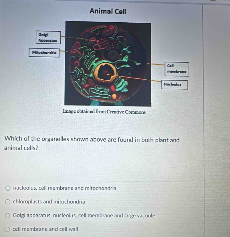 Animal Cell
Gol
App
Mitoch
Which of the organelles shown above are found in both plant and
animal cells?
nucleolus, cell membrane and mitochondria
chloroplasts and mitochondria
Golgi apparatus, nucleolus, cell membrane and large vacuole
cell membrane and cell wall