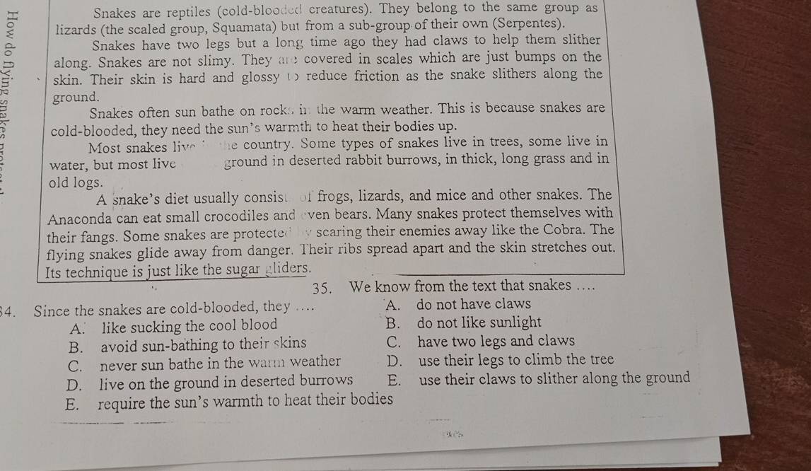 Snakes are reptiles (cold-blooded creatures). They belong to the same group as
lizards (the scaled group, Squamata) but from a sub-group of their own (Serpentes).
Snakes have two legs but a long time ago they had claws to help them slither
along. Snakes are not slimy. They are covered in scales which are just bumps on the
skin. Their skin is hard and glossy t reduce friction as the snake slithers along the
ground.
Snakes often sun bathe on rocks in the warm weather. This is because snakes are
cold-blooded, they need the sun’s warmth to heat their bodies up.
Most snakes live i the country. Some types of snakes live in trees, some live in
water, but most live ground in deserted rabbit burrows, in thick, long grass and in
old logs.
A snake’s diet usually consist of frogs, lizards, and mice and other snakes. The
Anaconda can eat small crocodiles and even bears. Many snakes protect themselves with
their fangs. Some snakes are protected by scaring their enemies away like the Cobra. The
flying snakes glide away from danger. Their ribs spread apart and the skin stretches out.
Its technique is just like the sugar gliders.
35. We know from the text that snakes …
4. Since the snakes are cold-blooded, they …. A. do not have claws
A. like sucking the cool blood B. do not like sunlight
B. avoid sun-bathing to their skins C. have two legs and claws
C. never sun bathe in the warm weather D. use their legs to climb the tree
D. live on the ground in deserted burrows E. use their claws to slither along the ground
E. require the sun’s warmth to heat their bodies