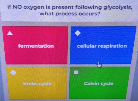 If NO oxygen is present following glycolysis,
what process occurs?
fermentation cellular respiration
Krebs cycle Calvin cycle