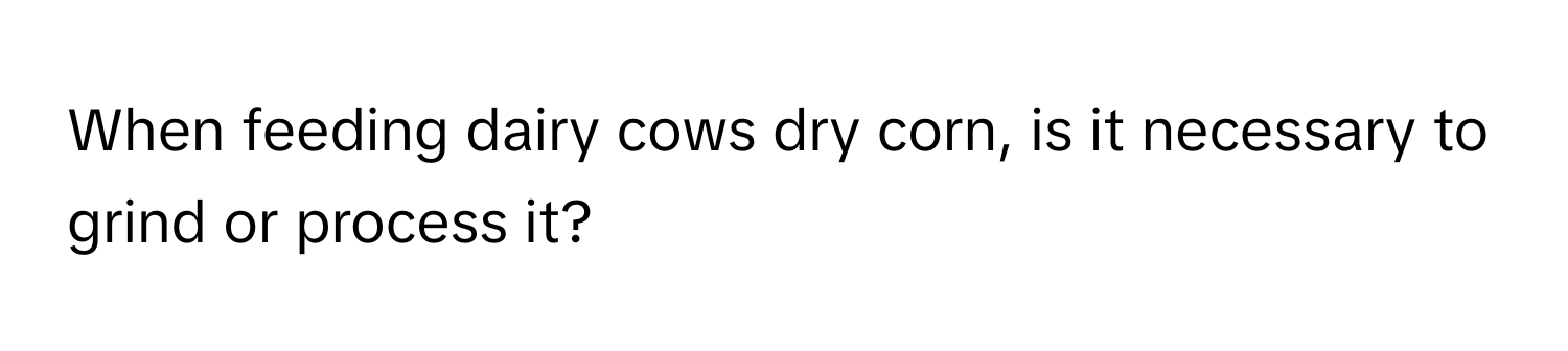 When feeding dairy cows dry corn, is it necessary to grind or process it?