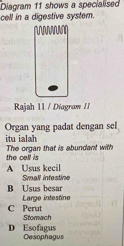 Diagram 11 shows a specialised
cell in a digestive system.
Rajah 11 / Diagram 11
Organ yang padat dengan sel
itu ialah
The organ that is abundant with
the cell is
A Usus kecil
Small intestine
B Usus besar
Large intestine
C Perut
Stomach
D Esofagus
Oesophagus