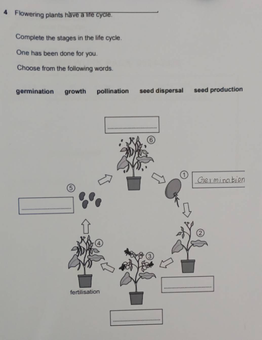 Flowering plants have a life cycle.
Complete the stages in the life cycle.
One has been done for you.
Choose from the following words.
germination growth pollination seed dispersal seed production